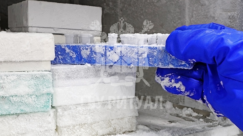 Количество крионированных умерших людей возросло в США